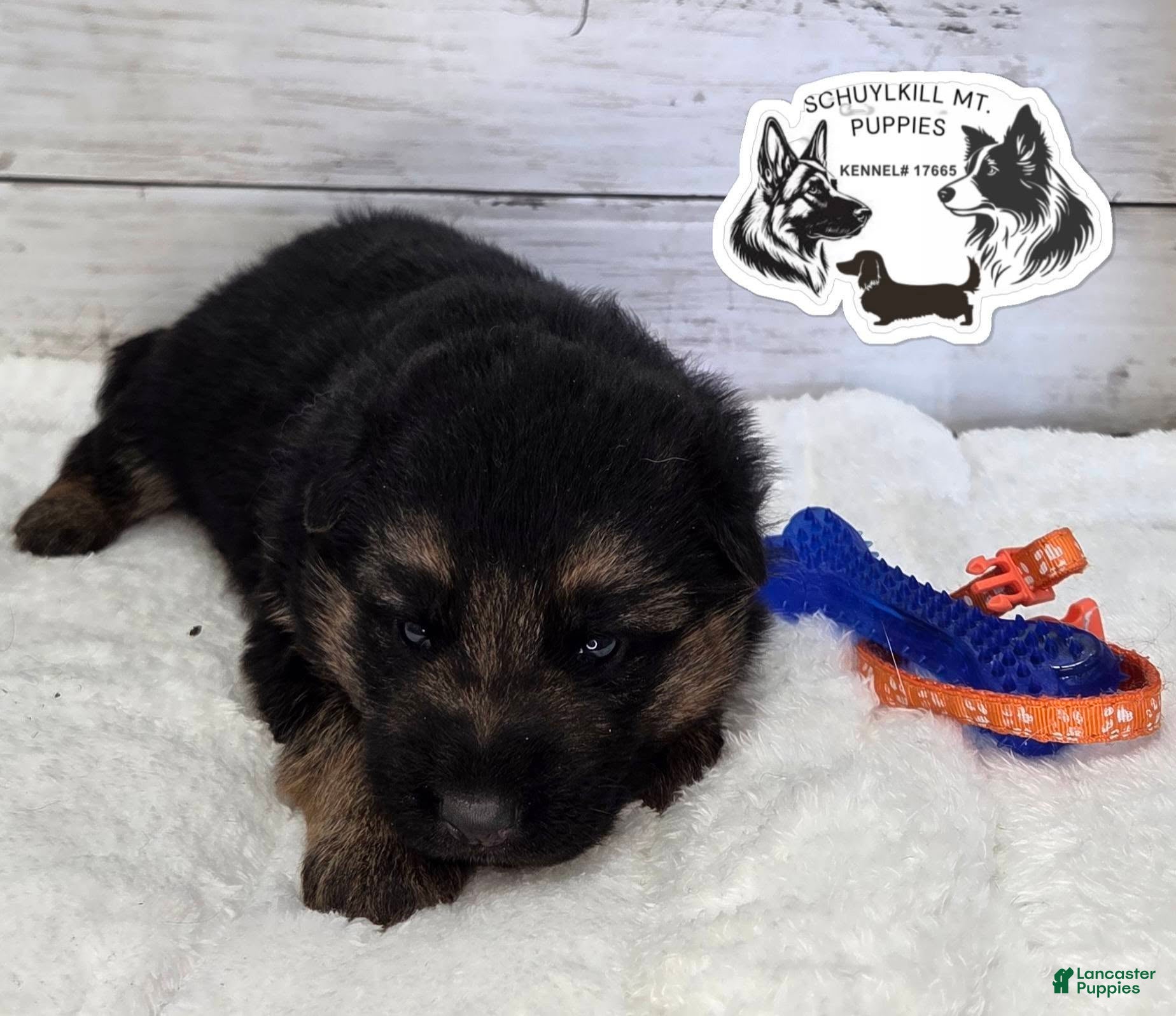 German Shepherd dogs Rubble - Ad 20