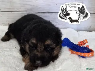 German Shepherd dogs Rubble - Ad 20