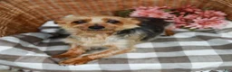 Yorkshire Terrier dogs for sale: Monty - Ad 9