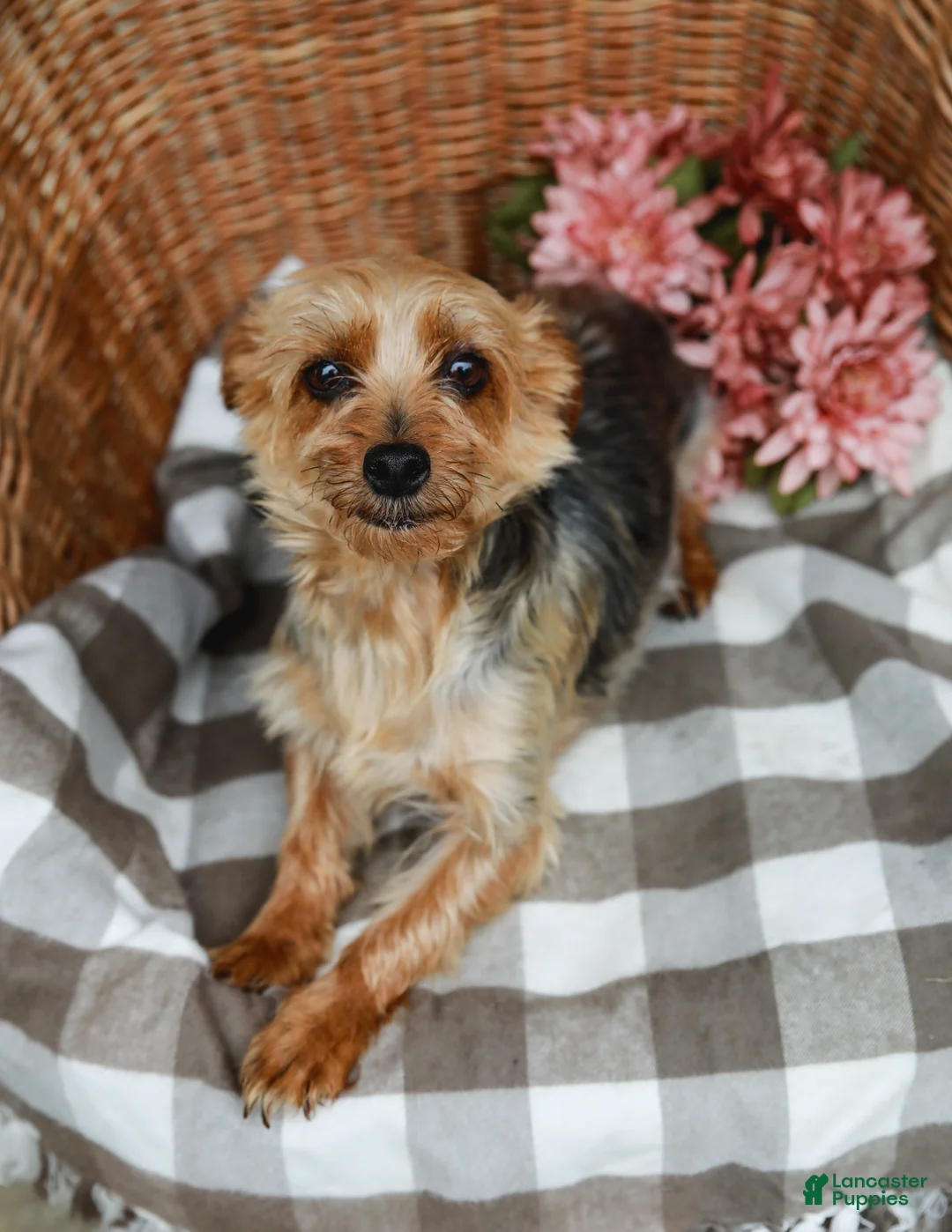 Yorkshire Terrier dogs for sale: Monty - Ad 9