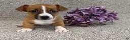 Jack Russell Terrier dogs for sale: Sailor - Ad 1