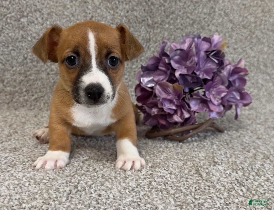 Jack Russell Terrier dogs for sale: Sailor - Ad 1