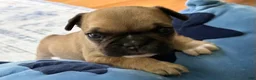French Bulldog dogs for sale: French Bulldog Oakley  - Ad 1