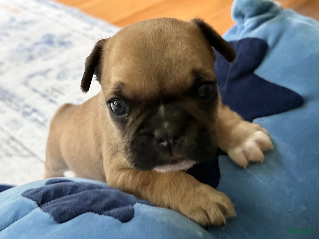 French Bulldog dogs for sale: French Bulldog Oakley  - Ad 1