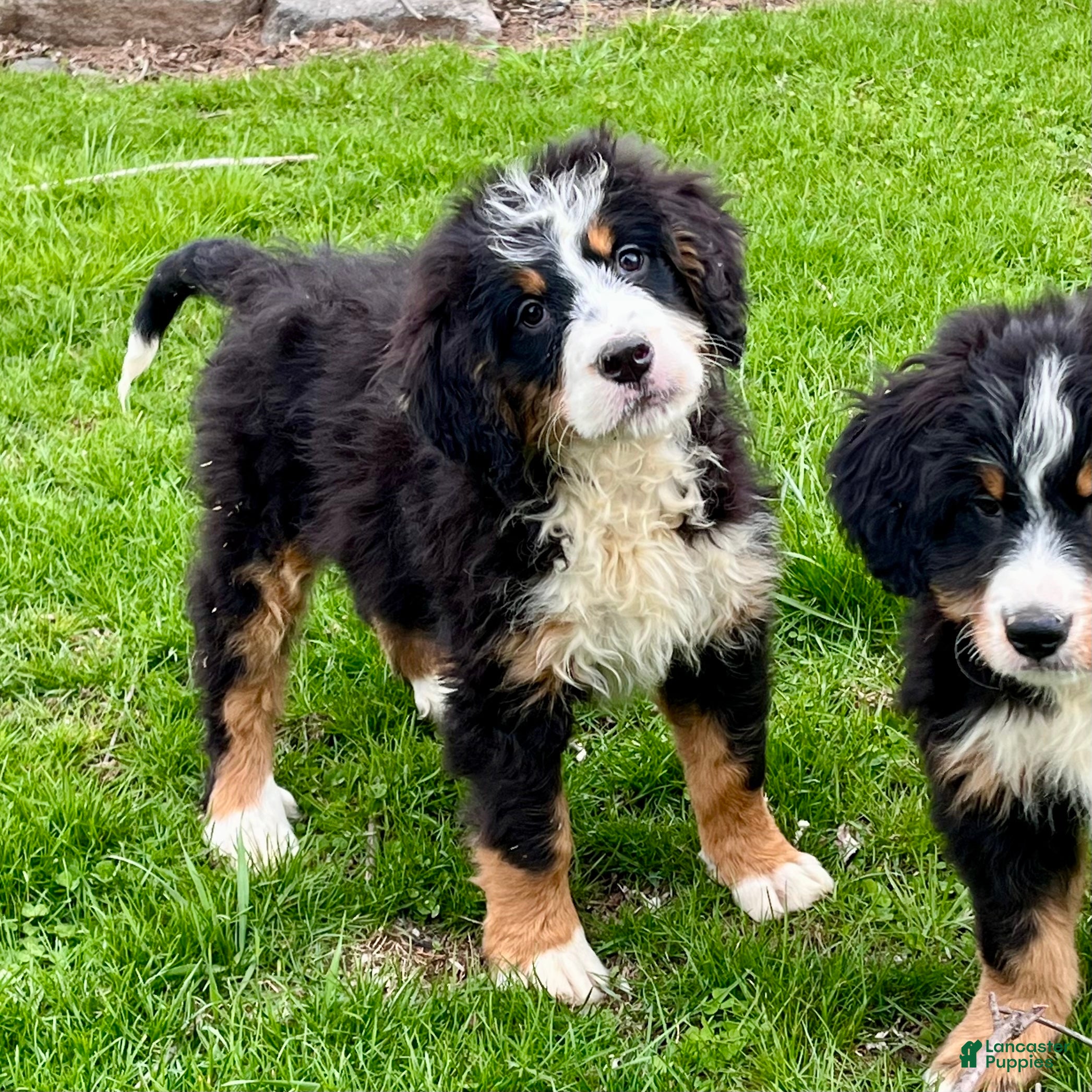 Bernedoodle dogs Sage - Ad 1