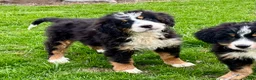 Bernedoodle dogs for sale: Sage - Ad 1