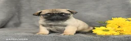 Pug dogs for sale: Peanut  - Ad 3