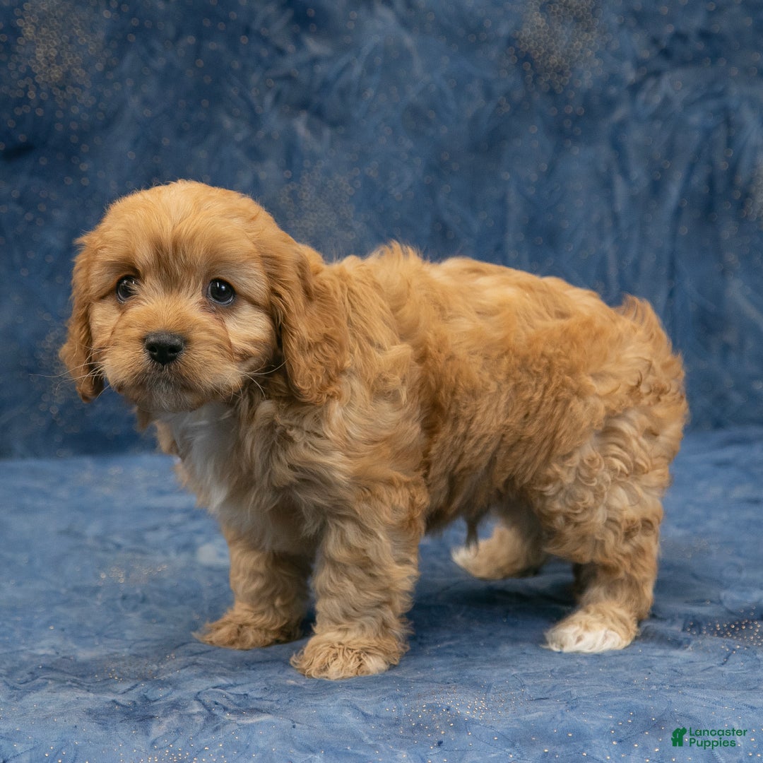 Cavapoo dogs for sale: Harley - Ad 6