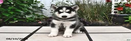 Siberian Husky dogs for sale: Balto - Ad 3