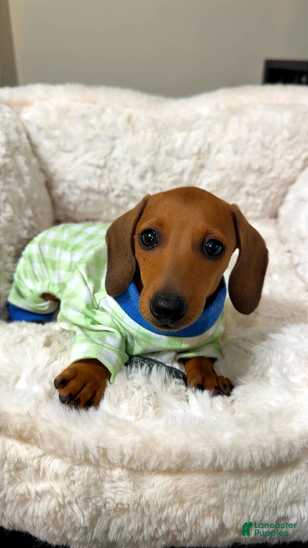 Dachshund dogs for sale: Toby  - Ad 1