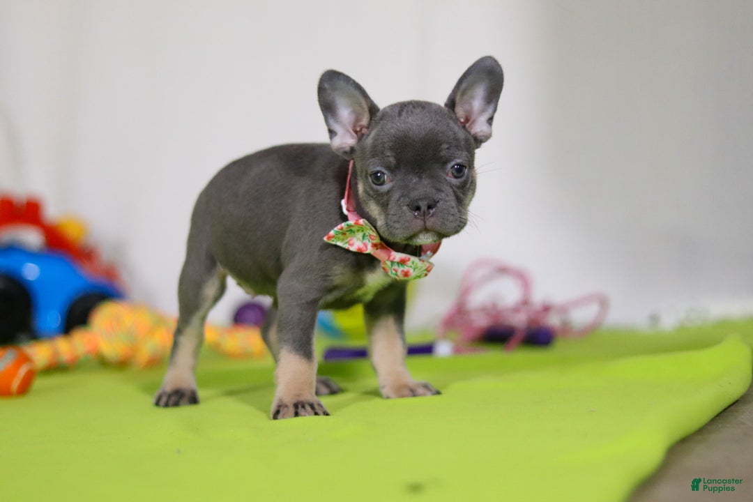 Mixed Breed dogs for sale: Queenie - Ad 3