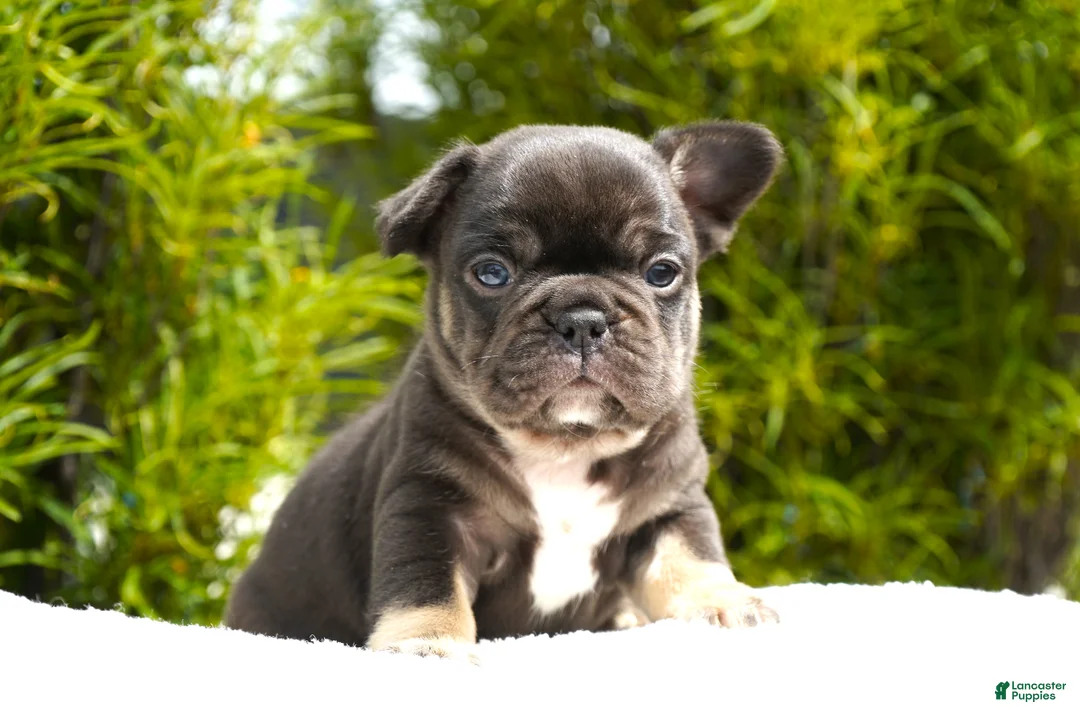 French Bulldog dogs for sale: Truffle - Ad 1