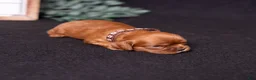 Cavalier King Charles Spaniel dogs for sale: Aristotle - Ad 5