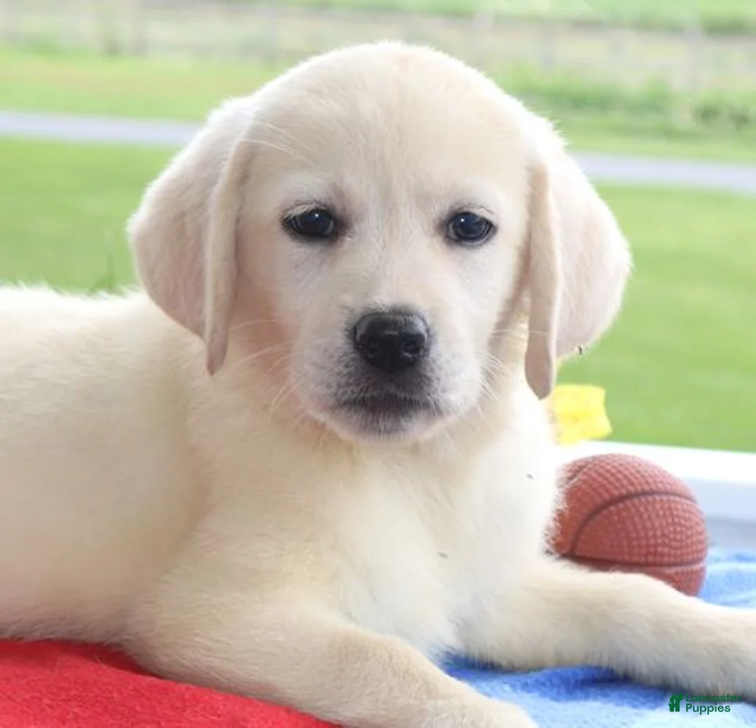 Labrador Retriever dogs for sale: Daisy - Champ lines - Ad 2