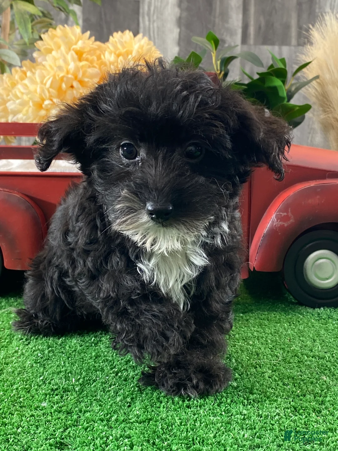 Yorkiepoo dogs for sale: Paco - Ad 3