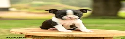 Boston Terrier dogs for sale: Bridget - Ad 5