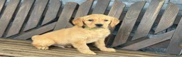 Golden Retriever dogs for sale: Marshall - Ad 4
