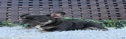 Mixed Breed dogs for sale: Mixed Breed 1 - Ad 9
