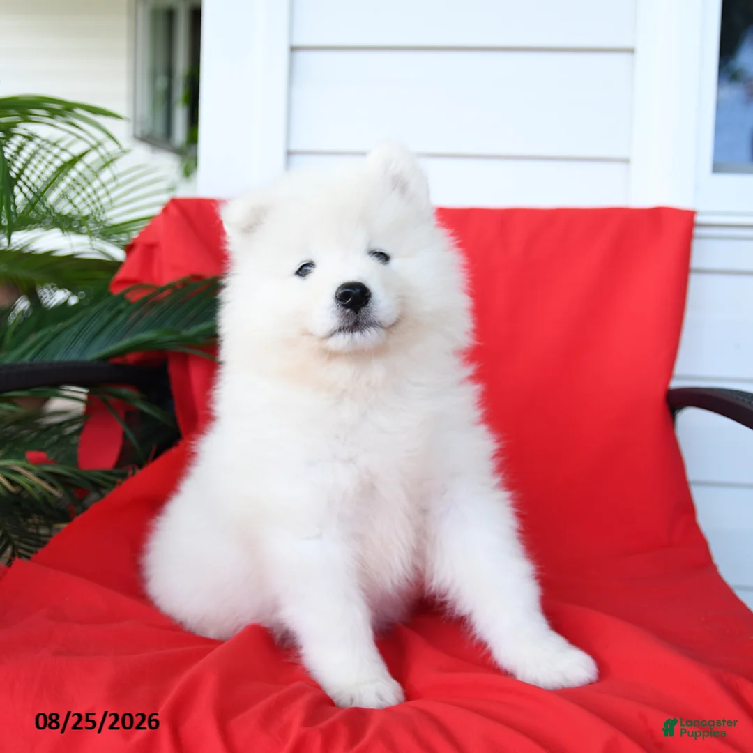Samoyed dogs for sale: Luigi - Ad 3