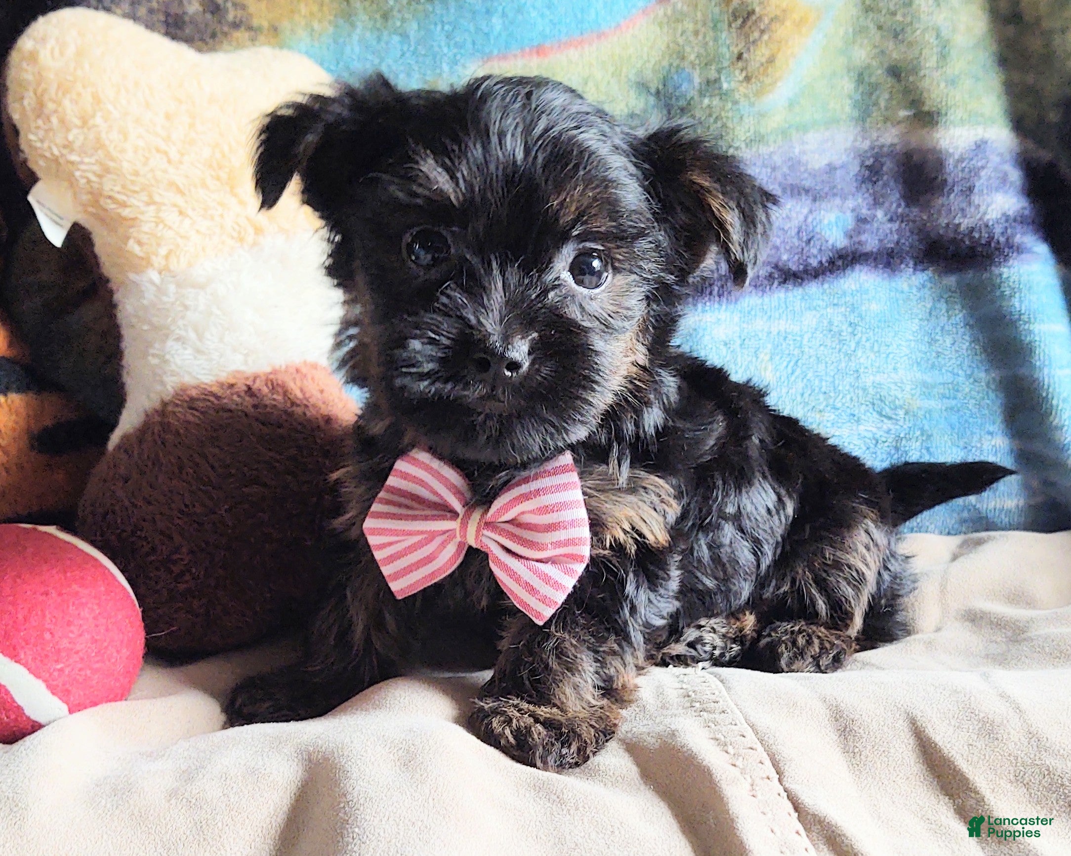 Yorkiepoo dogs Chop chop  - Ad 23