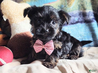 Yorkiepoo dogs Chop chop - Ad 14