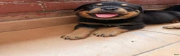 Rottweiler dogs for sale: Coco - Ad 1