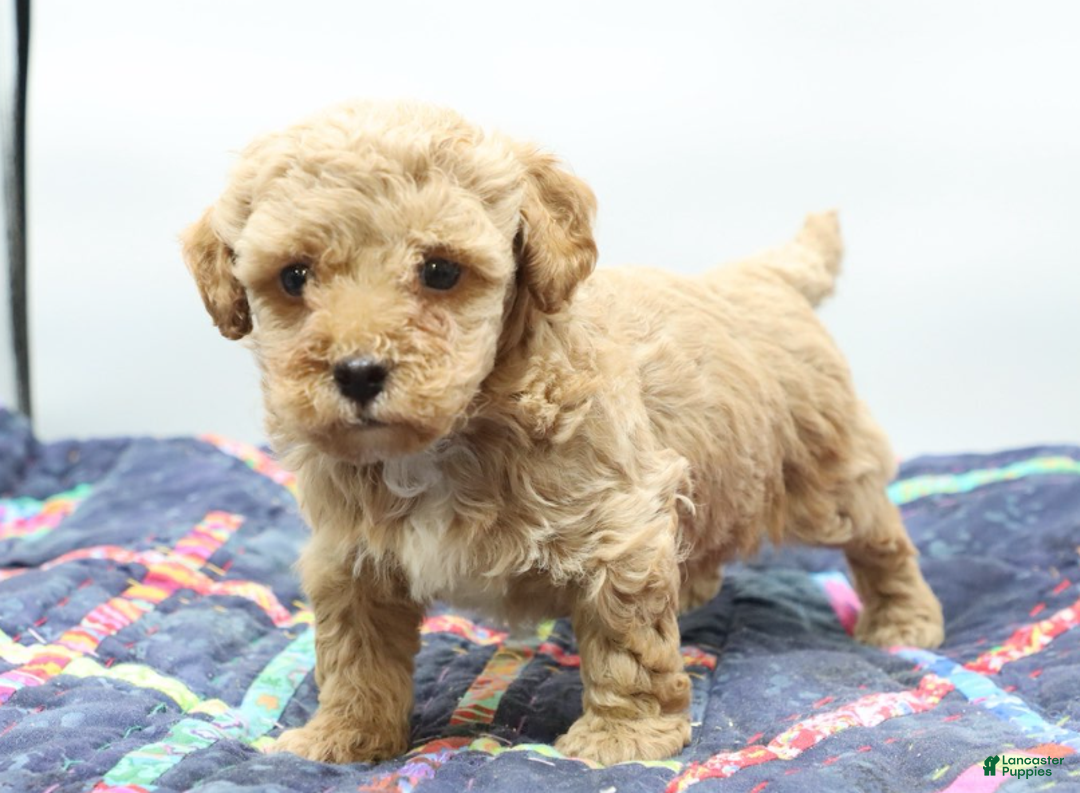 Toy Poodle dogs for sale: Apricot Boy - Ad 4