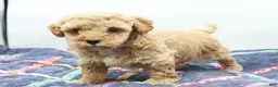 Toy Poodle dogs for sale: Apricot Boy - Ad 4