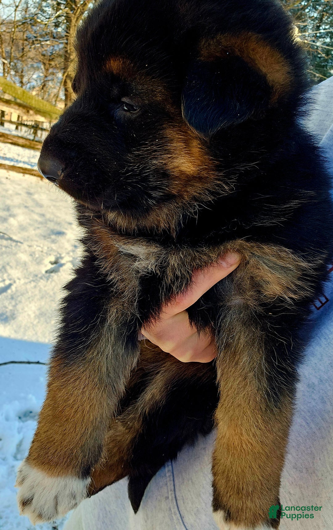 German Shepherd dogs for sale: Socks - Ad 3