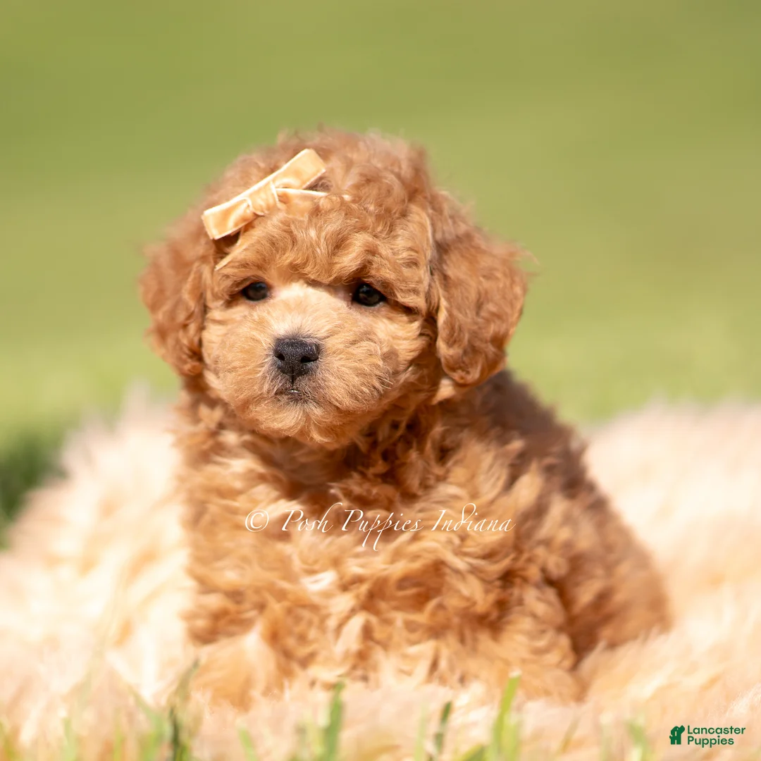 Maltipoo dogs for sale: WInston F1B - Ad 7