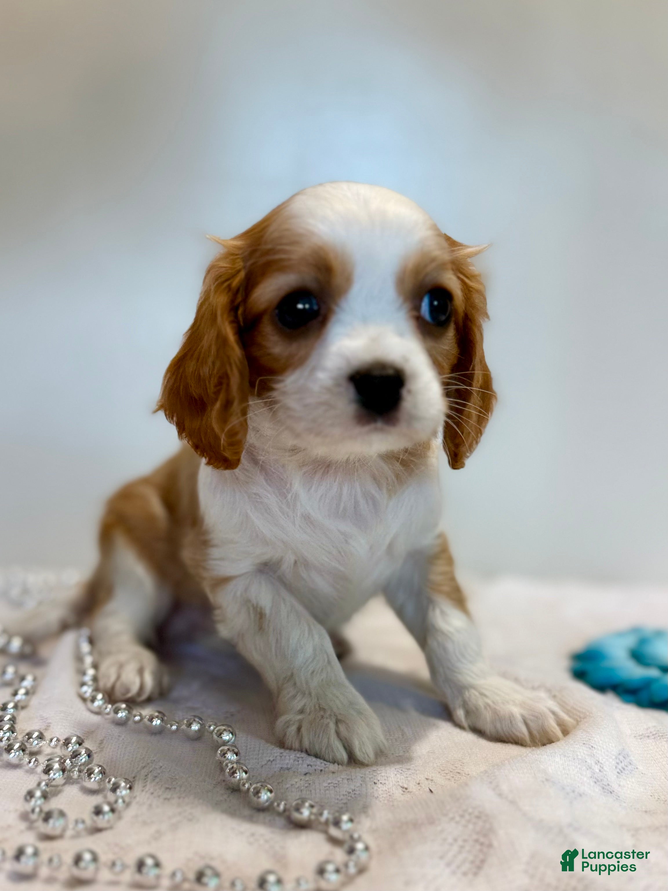 Cavalier King Charles Spaniel dogs Loyal Cavalier King Charles Spaniel  - Ad 2