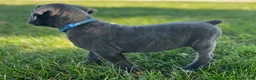 Cane Corso dogs for sale: Shane - Ad 5