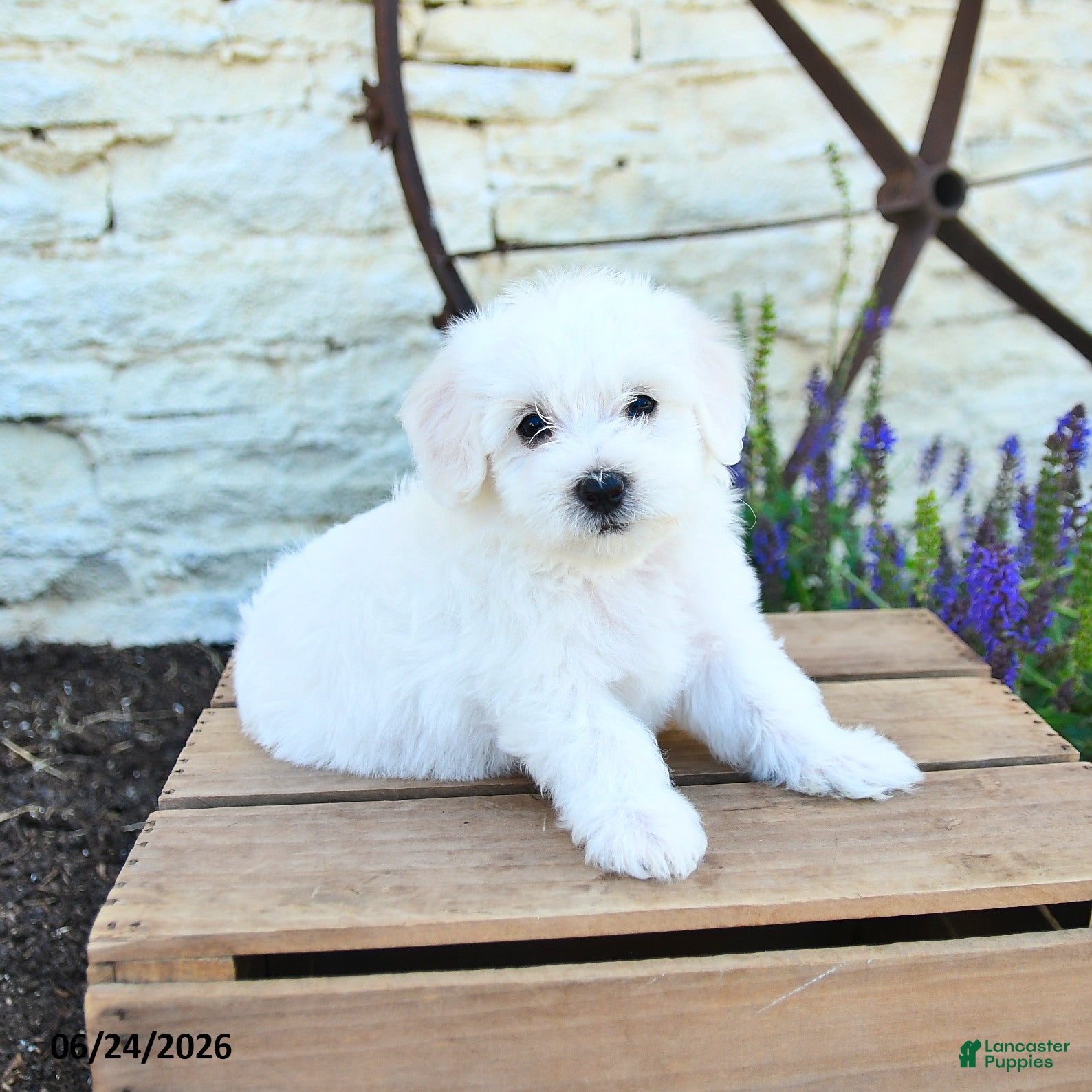 Mixed Breed dogs Ethan - Ad 2