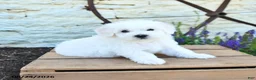 Mixed Breed dogs for sale: Ethan - Ad 2