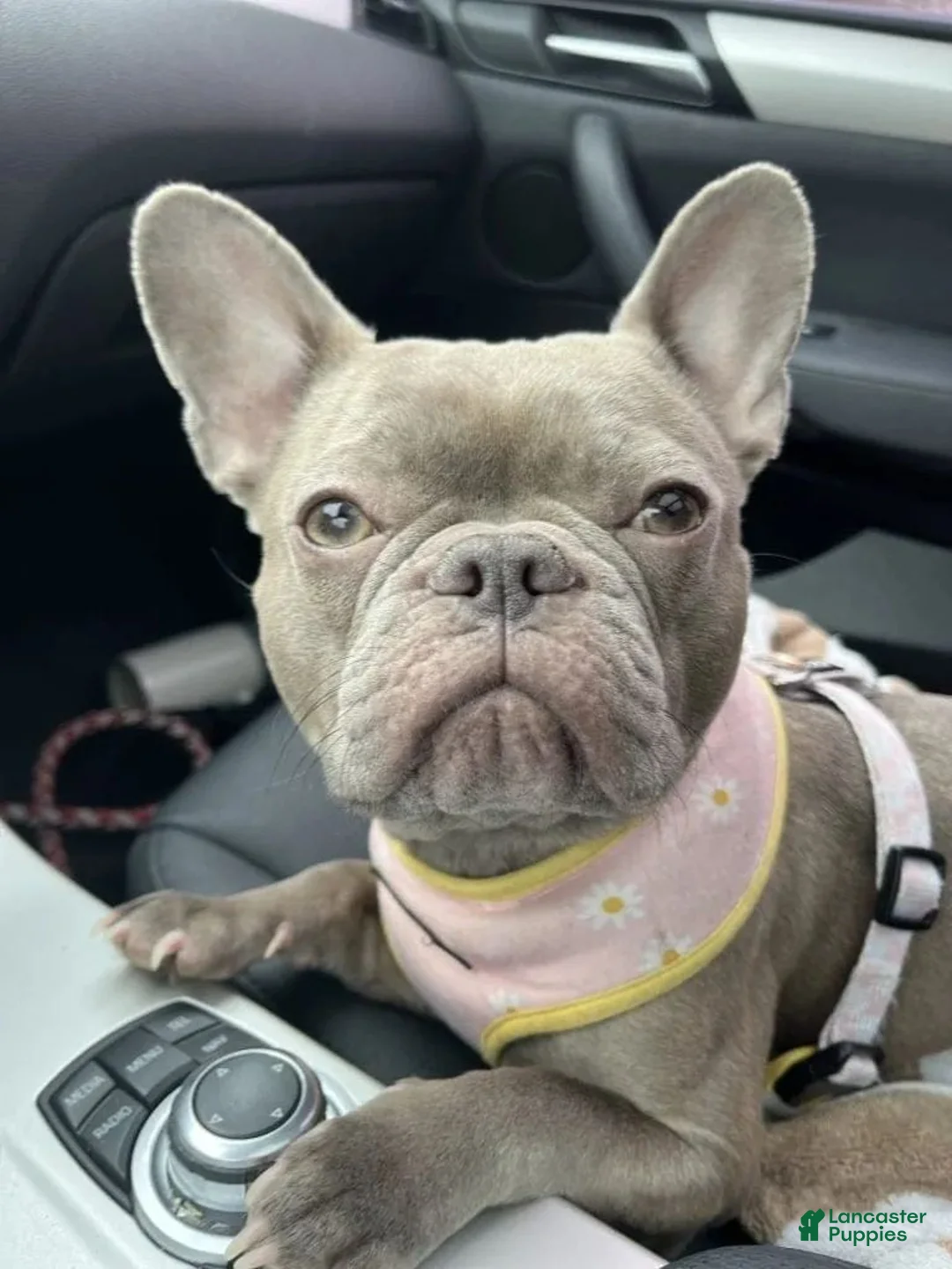 French Bulldog dogs for sale: French Bulldog 2 - Ad 4