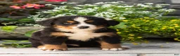 Bernese Mountain Dog dogs for sale: Marvel  - Ad 2