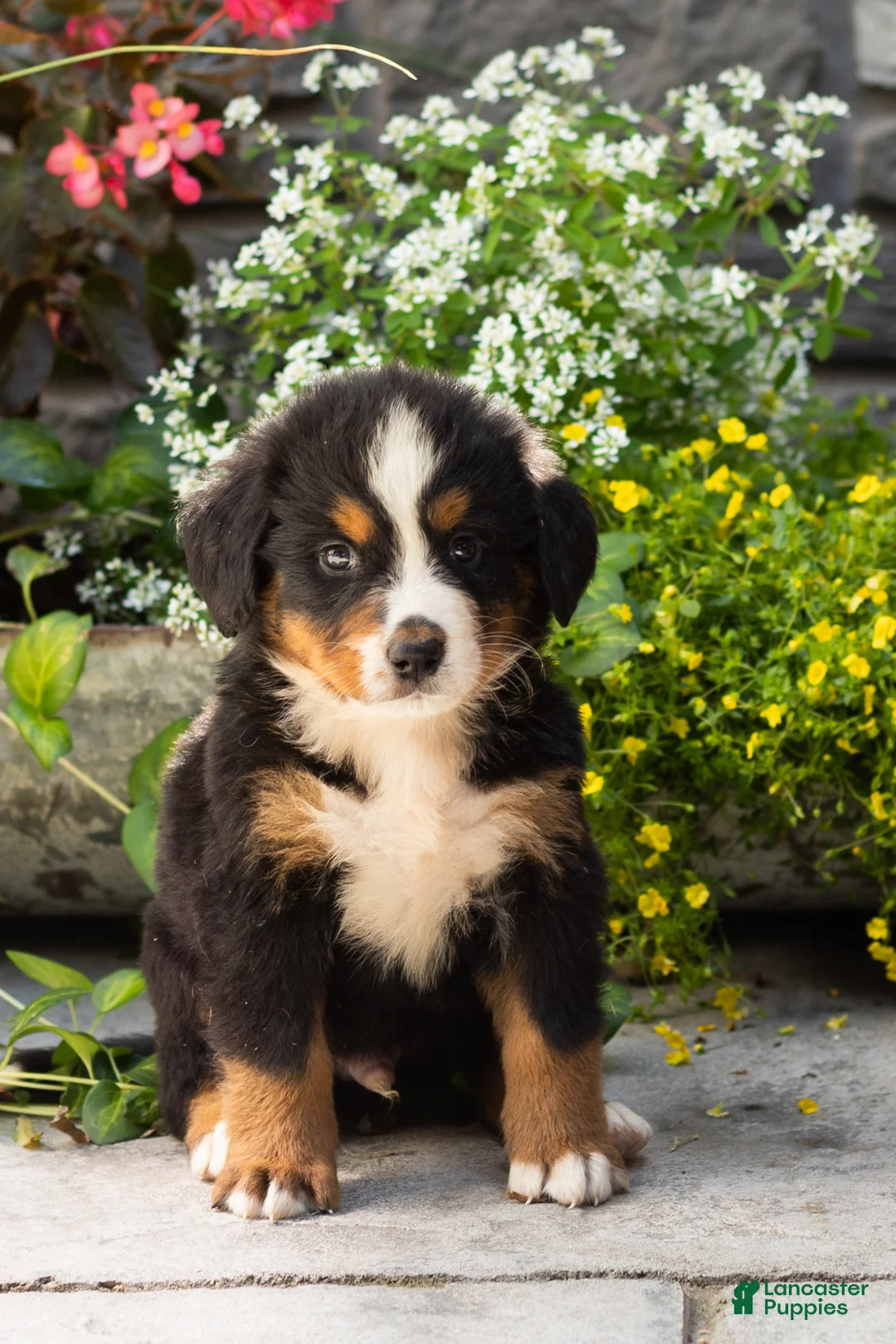 Bernese Mountain Dog dogs for sale: Marvel  - Ad 2