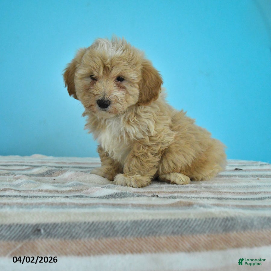 Maltipoo dogs Lewis - Ad 1