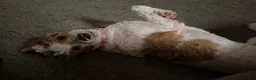 Standard Poodle dogs for sale: Angel - Ad 4