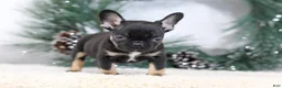 French Bulldog dogs for sale: Ferdinand - Ad 6