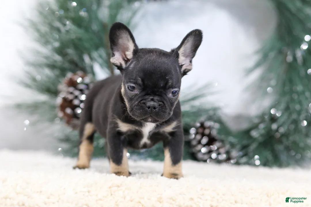 French Bulldog dogs for sale: Ferdinand - Ad 6