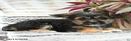 Mixed Breed dogs for sale: Bronco - Ad 4