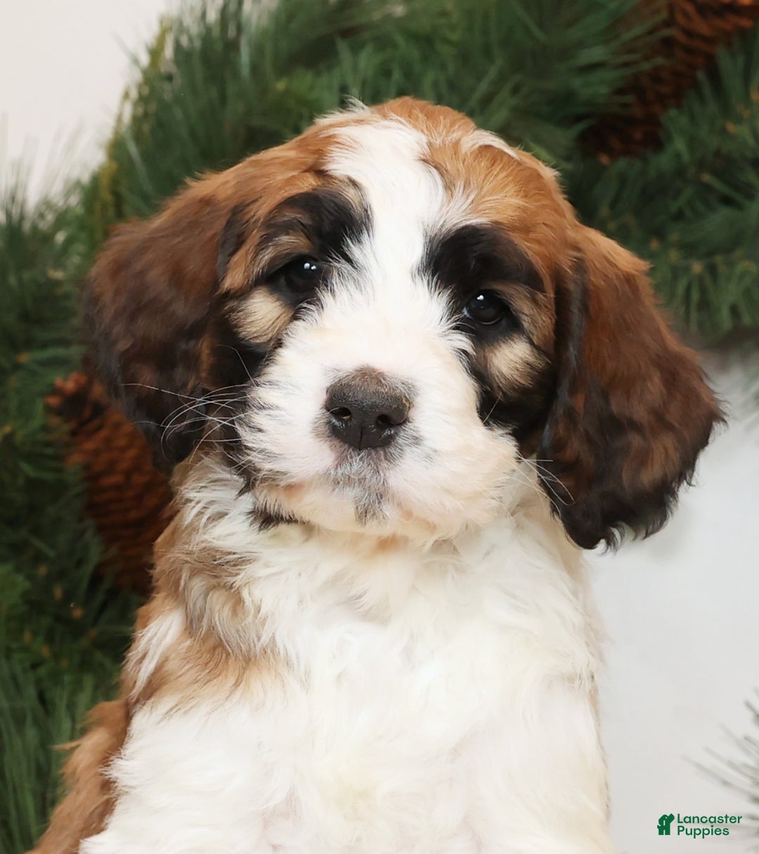 Saint Berdoodles dogs for sale: Cinnamon - Ad 6