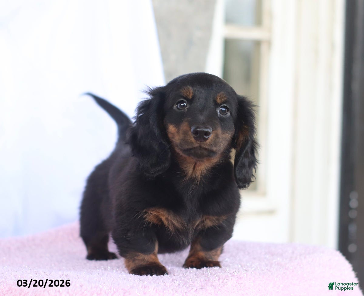 Miniature Dachshund dogs Andrew - Ad 2