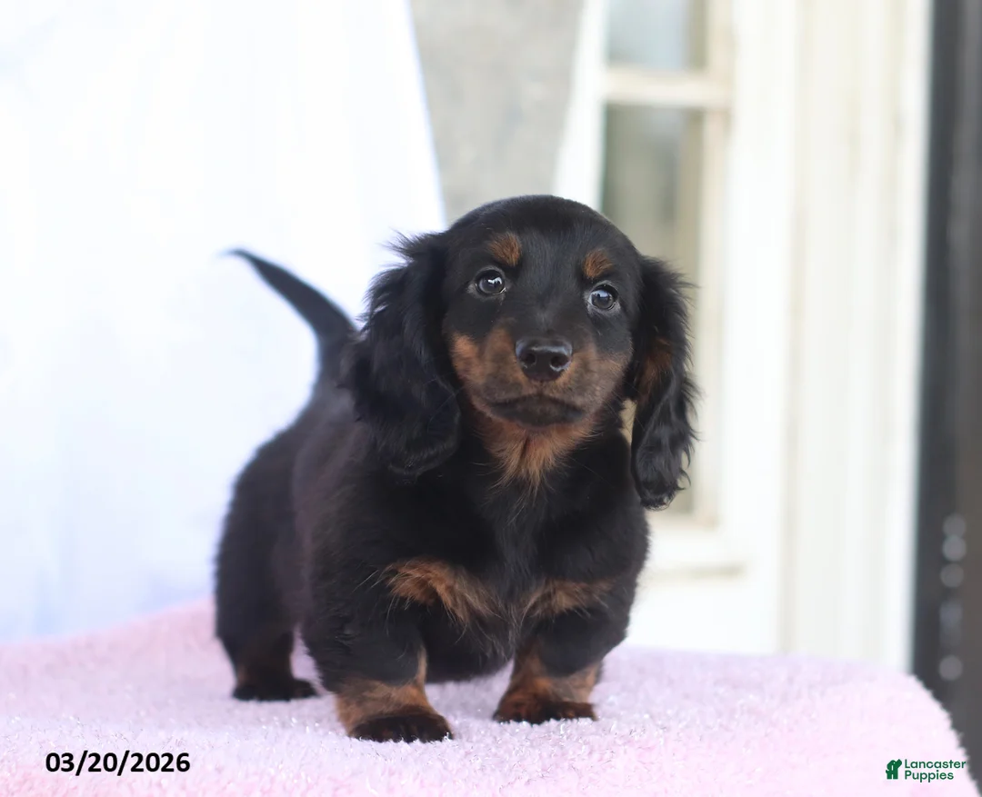 Miniature Dachshund dogs for sale: Andrew - Ad 2