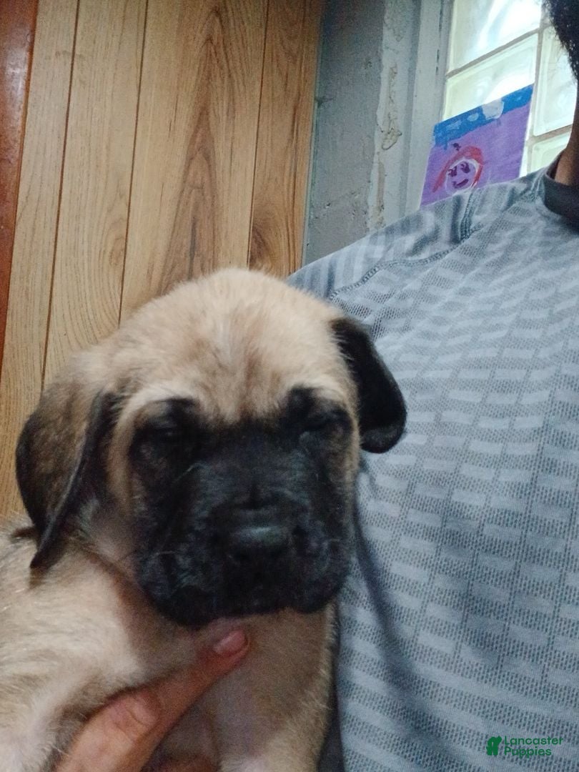 English Mastiff dogs English Mastiff 4 - Ad 2