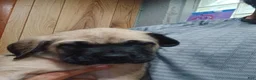 English Mastiff dogs for sale: English Mastiff 4 - Ad 2