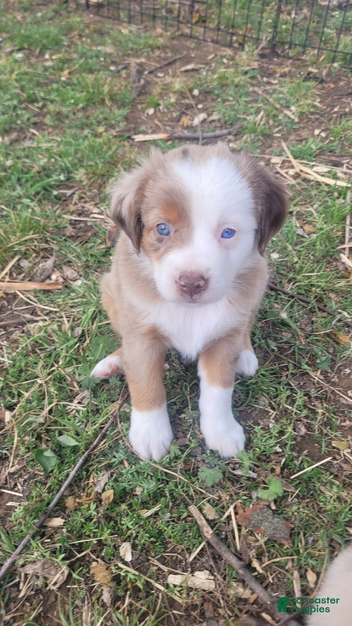 Miniature Australian Shepherd dogs Miniature Australian Shepherd Puppy 4 - Ad 1