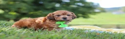 Yorkiepoo dogs for sale: Ollie - Ad 4
