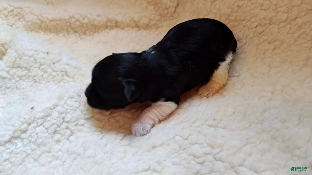 Miniature Schnauzer dogs for sale: Miniature Schnauzer Boy 1 - Ad 7